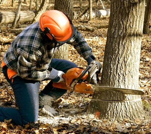 Tree Removal in Ringwood, IL